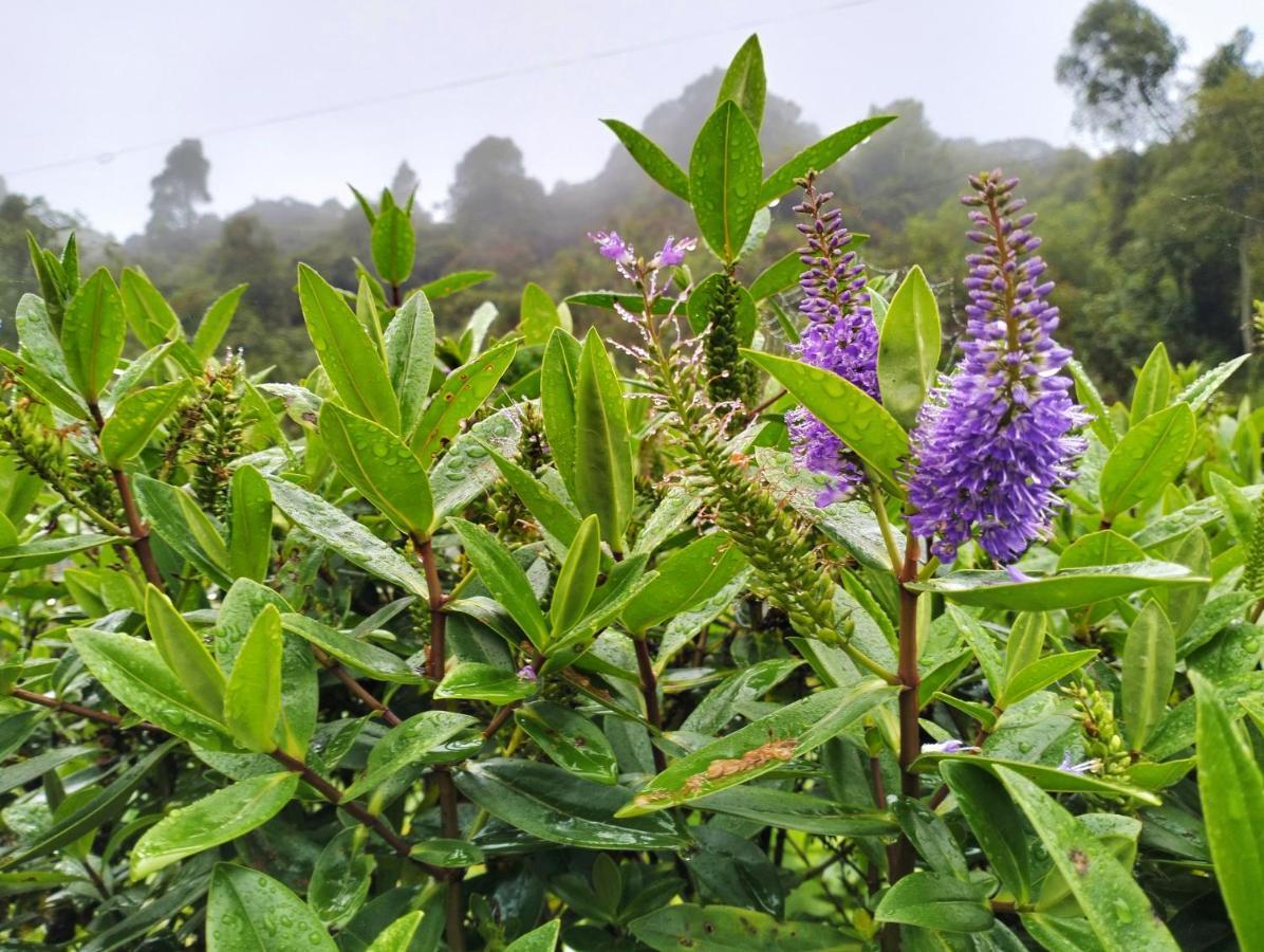 Ng Family'S Farm Stay Cameron Highlands Exterior foto